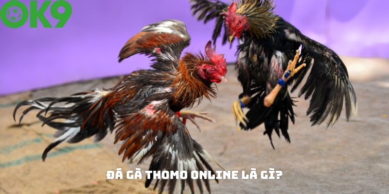 Tìm hiểu về loại hình đá gà Thomo online Tìm hiểu về loại hình đá gà Thomo online