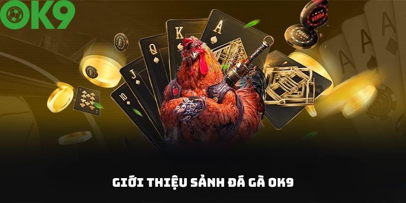 Giới thiệu chung về sảnh đá gà OK9 Giới thiệu chung về sảnh đá gà OK9