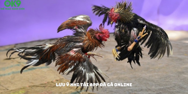 Các lưu ý khi tải app đá gà online Các lưu ý khi tải app đá gà online