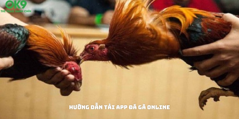 Cách tải app đá gà online về điện thoại Cách tải app đá gà online về điện thoại