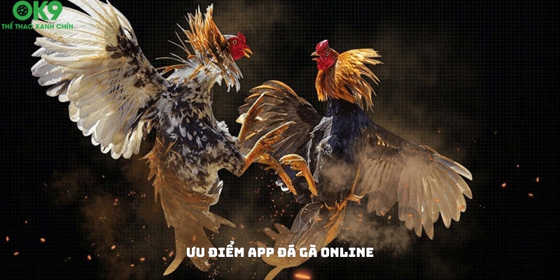 Các ưu điểm nổi bật của app đá gà online Các ưu điểm nổi bật của app đá gà online